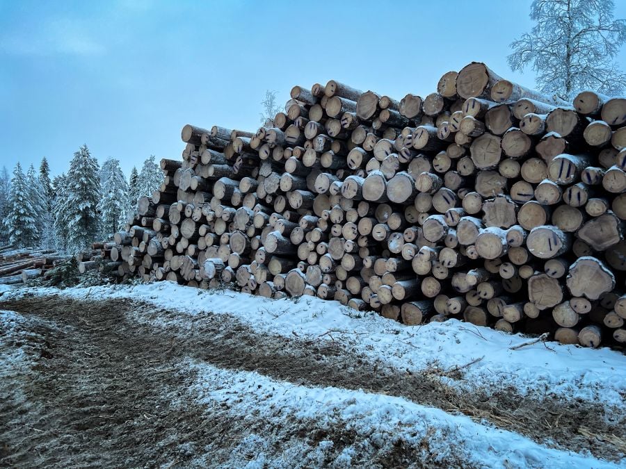 Metsähallitus hakkasi luonnonmetsän Suomussalmella – metsäyhtiöt vaikenevat