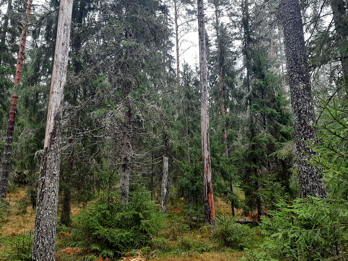 Ympäristöjärjestöt huolissaan: UPM hakkaamassa arvokasta metsää Kouvolassa