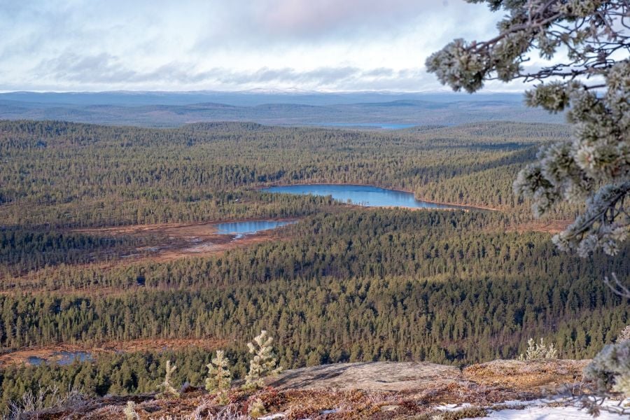 Saamelaisalueen luonnonmetsät on suojeltava nyt