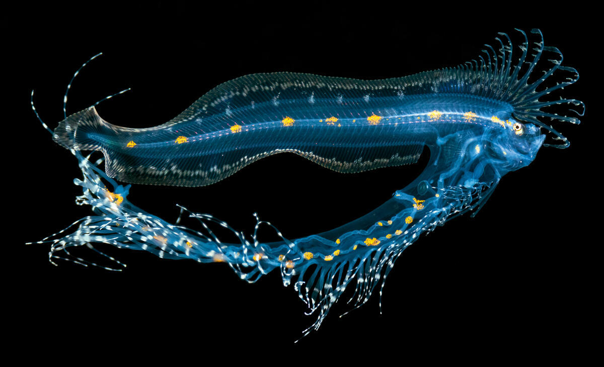 Blackwater Photography - Cusk Eel Larva  Lamprogrammus Brunswigi. © Blue Planet Archive / Jeff Milisen