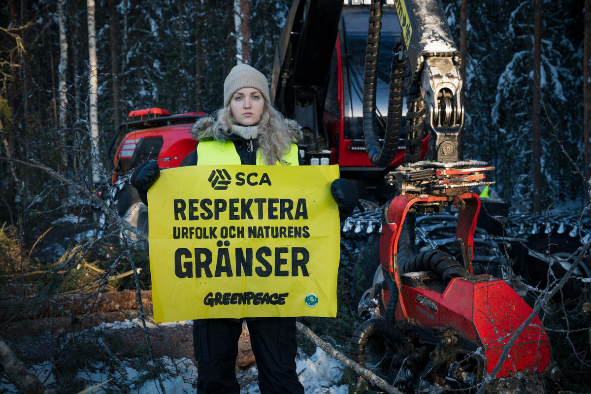 SCA-Logging without Indigenous Consent Halted Again by Activists in Sweden. © Christian Åslund / Greenpeace