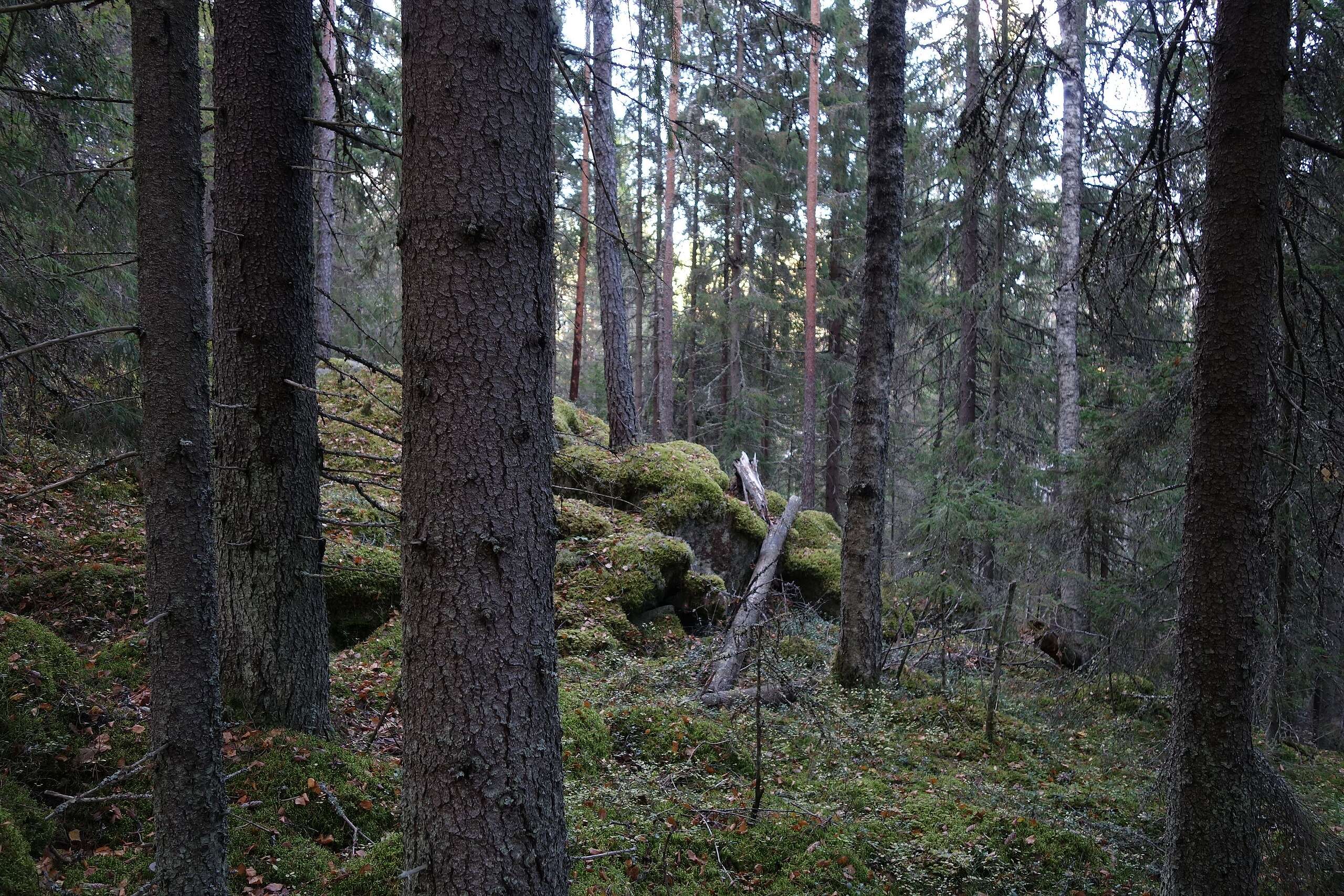 Greenpeace tuomitsee boreaalisen luonnonmetsän määritelmähuiputuksen: “Suomen luonnonsuojeluhistorian suurin vedätys”