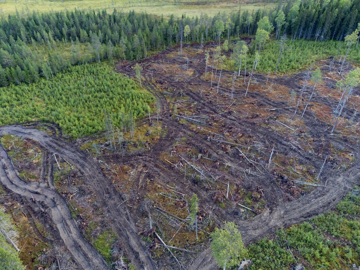 Näin Metsähallitus puolustelee luonnonmetsien hakkuita – vastasimme väitteisiin
