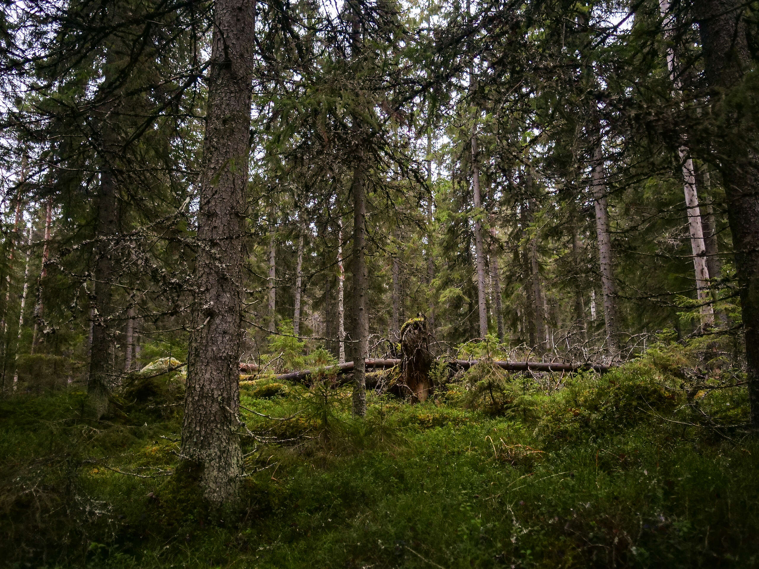 Orpon hallituksen METSO -päätös on riittämätön: Suojelutavoitteet eivät ole linjassa Suomen suojelusitoumusten kanssa