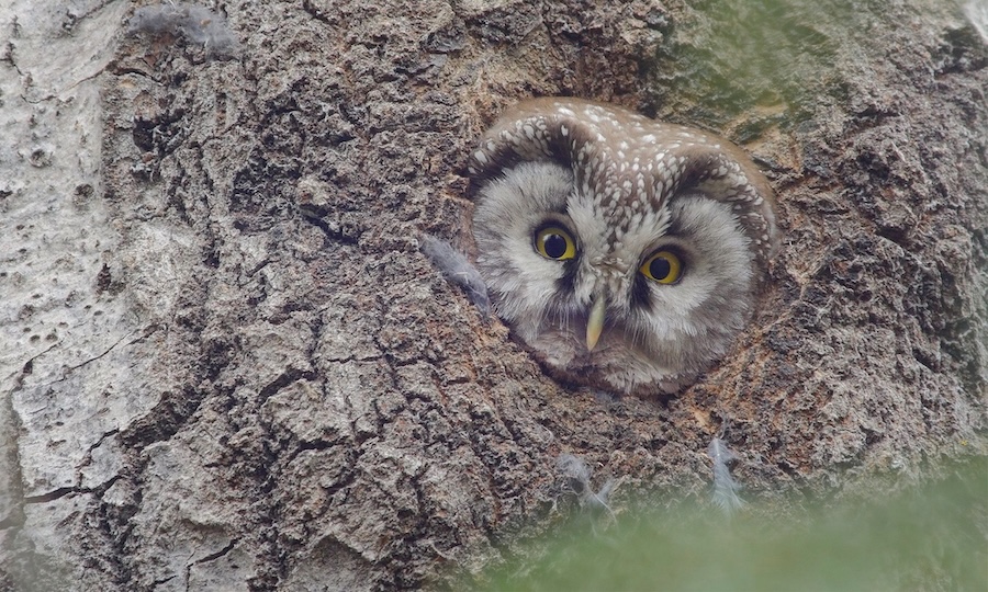 Suomen luonto tarvitsee puolustajia – tule mukaan luontovaikuttajaksi