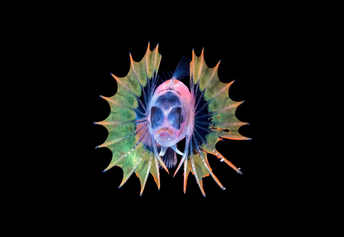 Blackwater Photography - Blenny Larva. © Blue Planet Archive / Steven Kovacs