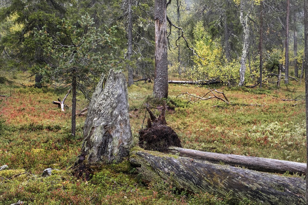 Ylläksen eteläpuoli2