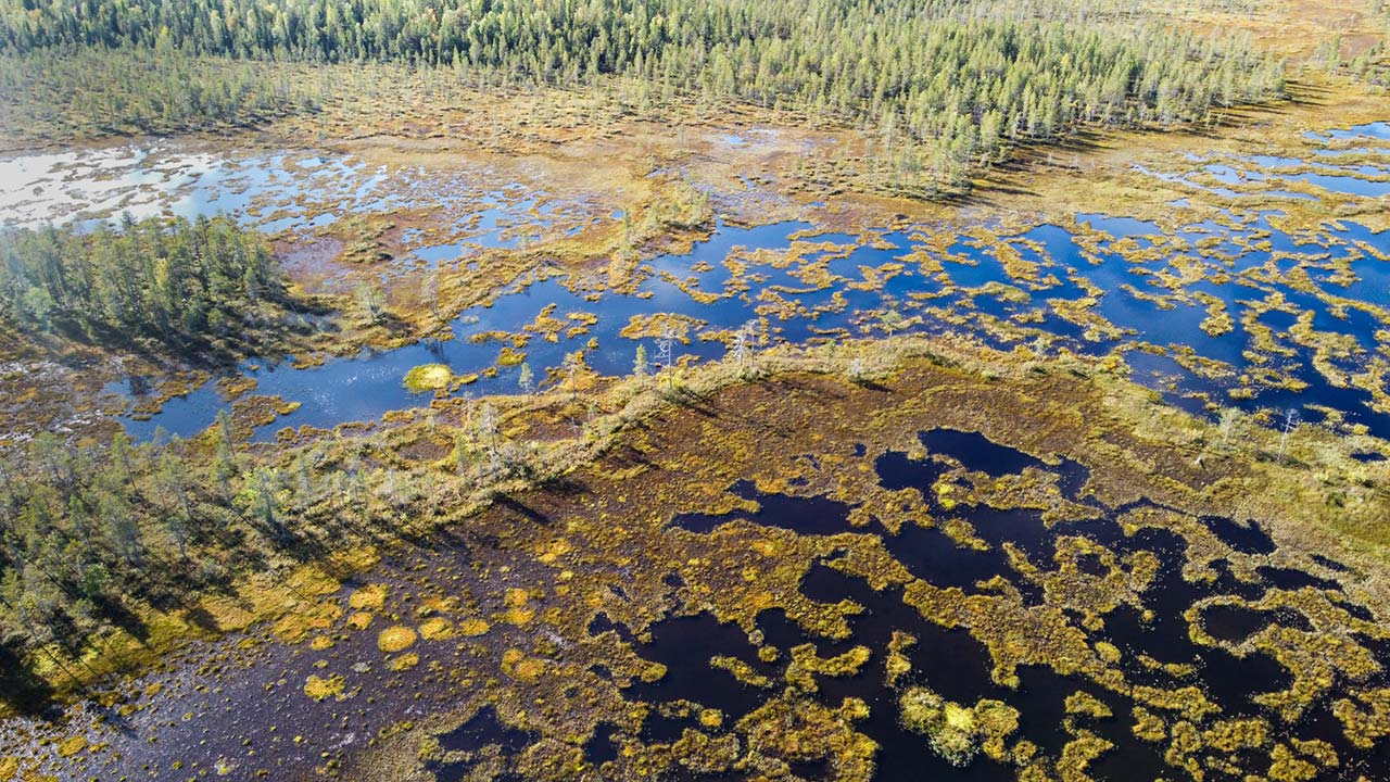 Viiankiaapaa ei voi korvata – uhrataanko pohjoisen suoluonnon aarre kaivostoiminnalle?
