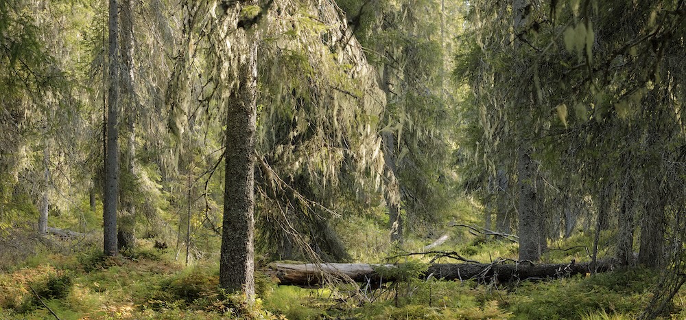 Mustavuomasta pohjoiseen