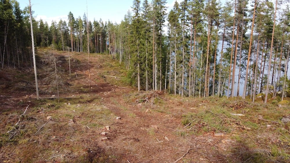 UPM kärähti jälleen: avohakkasi luonnonmetsän Saimaan rannalla