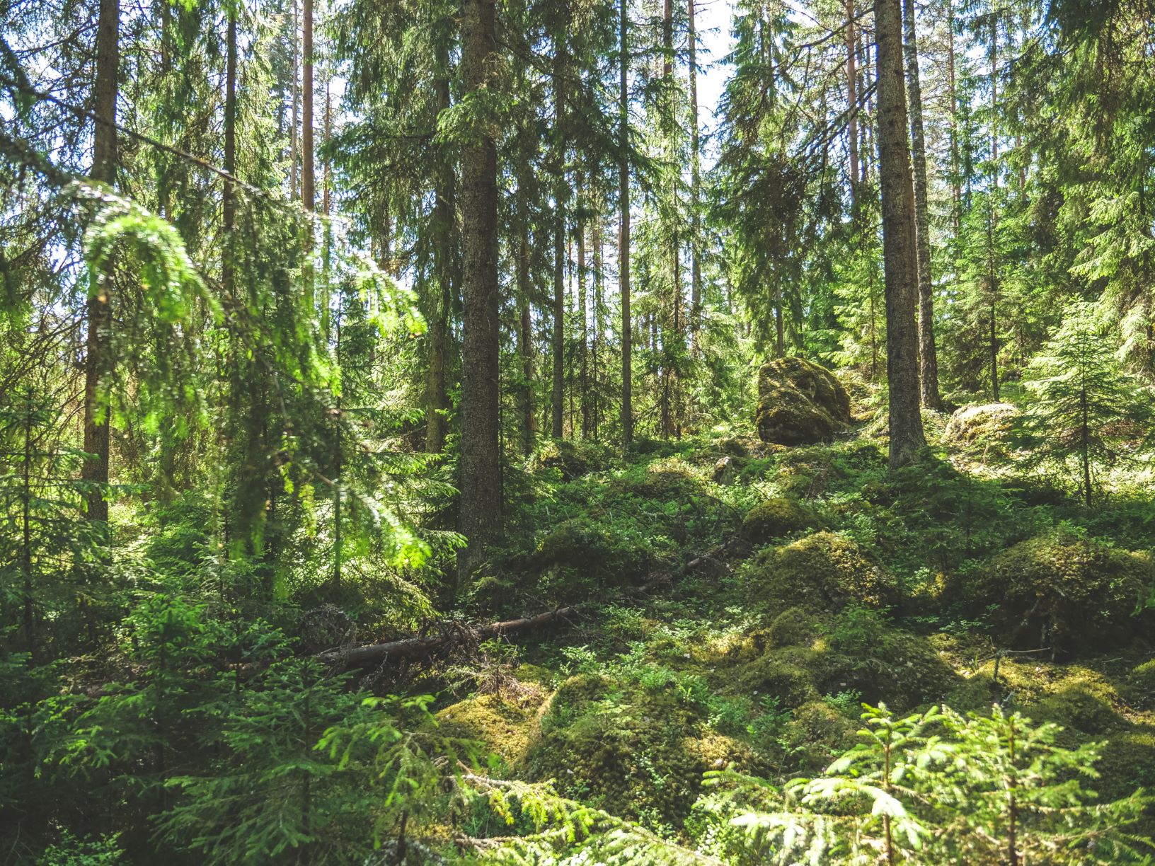 Valoisaa ja sammaleista vanhaa kuusikkoa Evolla.