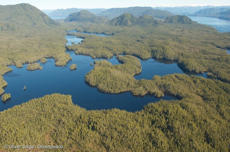 Forêt pluviale du Grand Ours au CanadaGreat Bear Regenwald au Canada