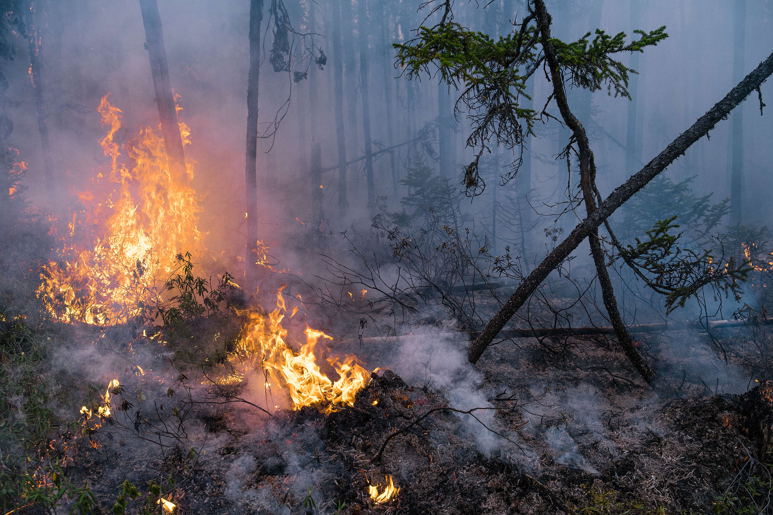 Heat waves, wildfires, storms, flooding, and climate change – what’s the connection?