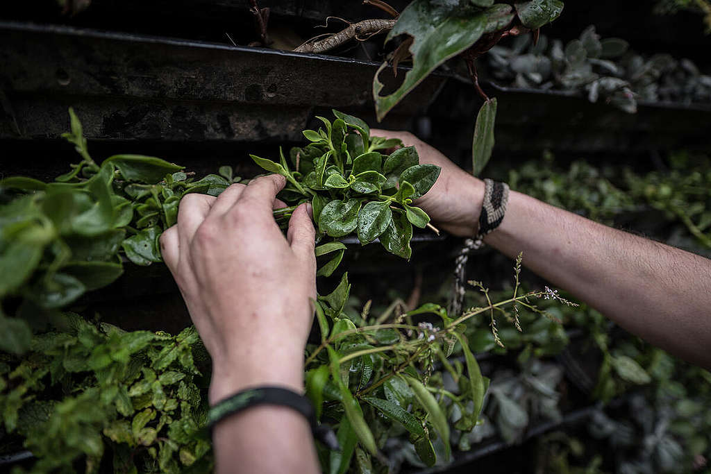 Vertical Garden Inauguration in Bogotá. © Nathalia Angarita / Greenpeace