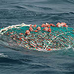 Eastern Princess II - Bottom Trawler Tour 2005. © Virginia Lee Hunter