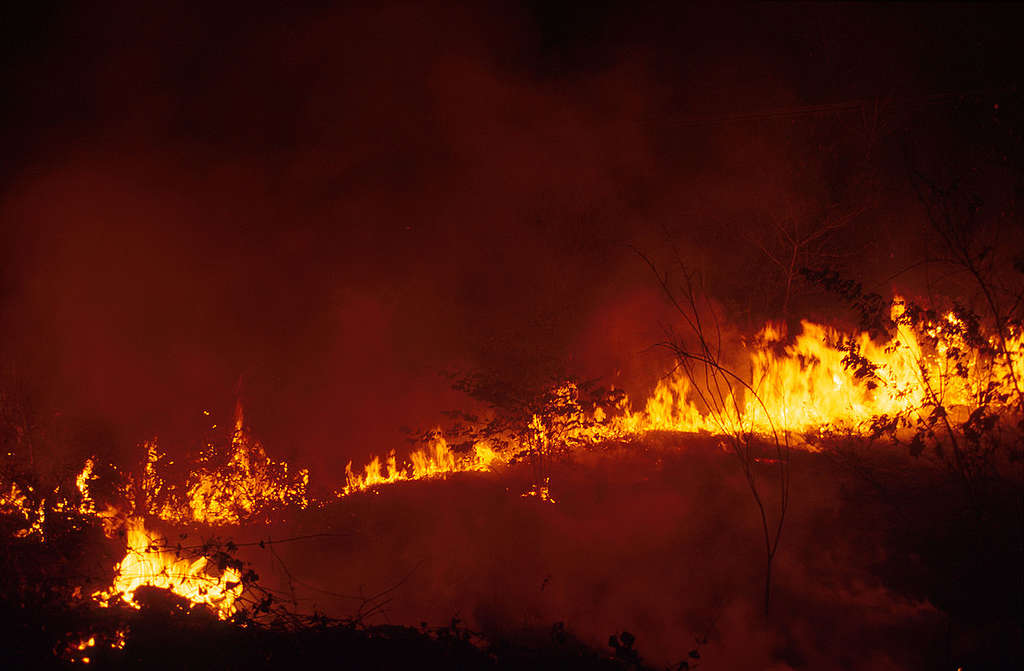 Forest fires in Amazon, Brazil, climate change effects. © Greenpeace / Carlos Hungria