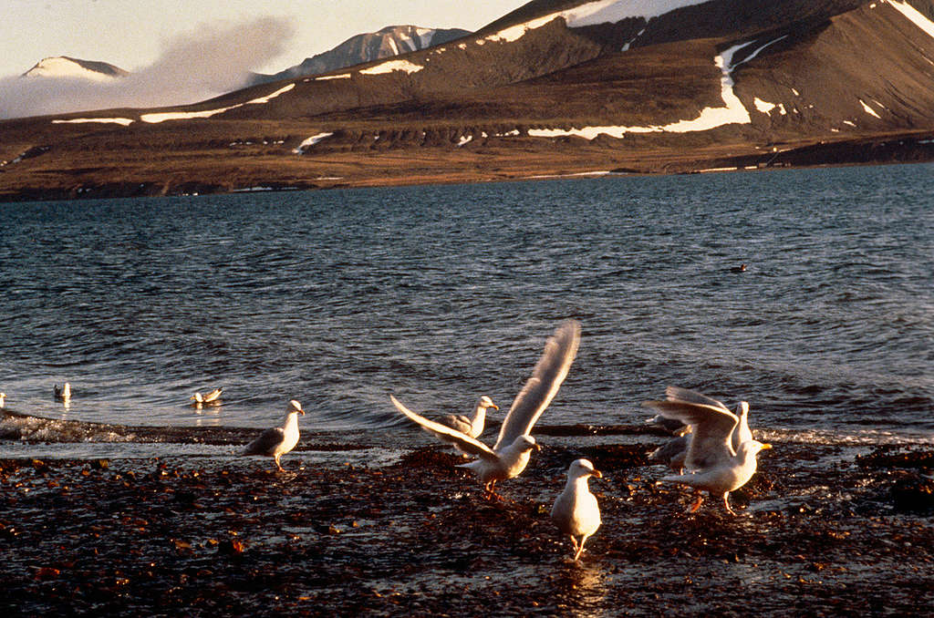 Arctic Fox and Bird Documentation Norway. © Greenpeace / Ken Griffths