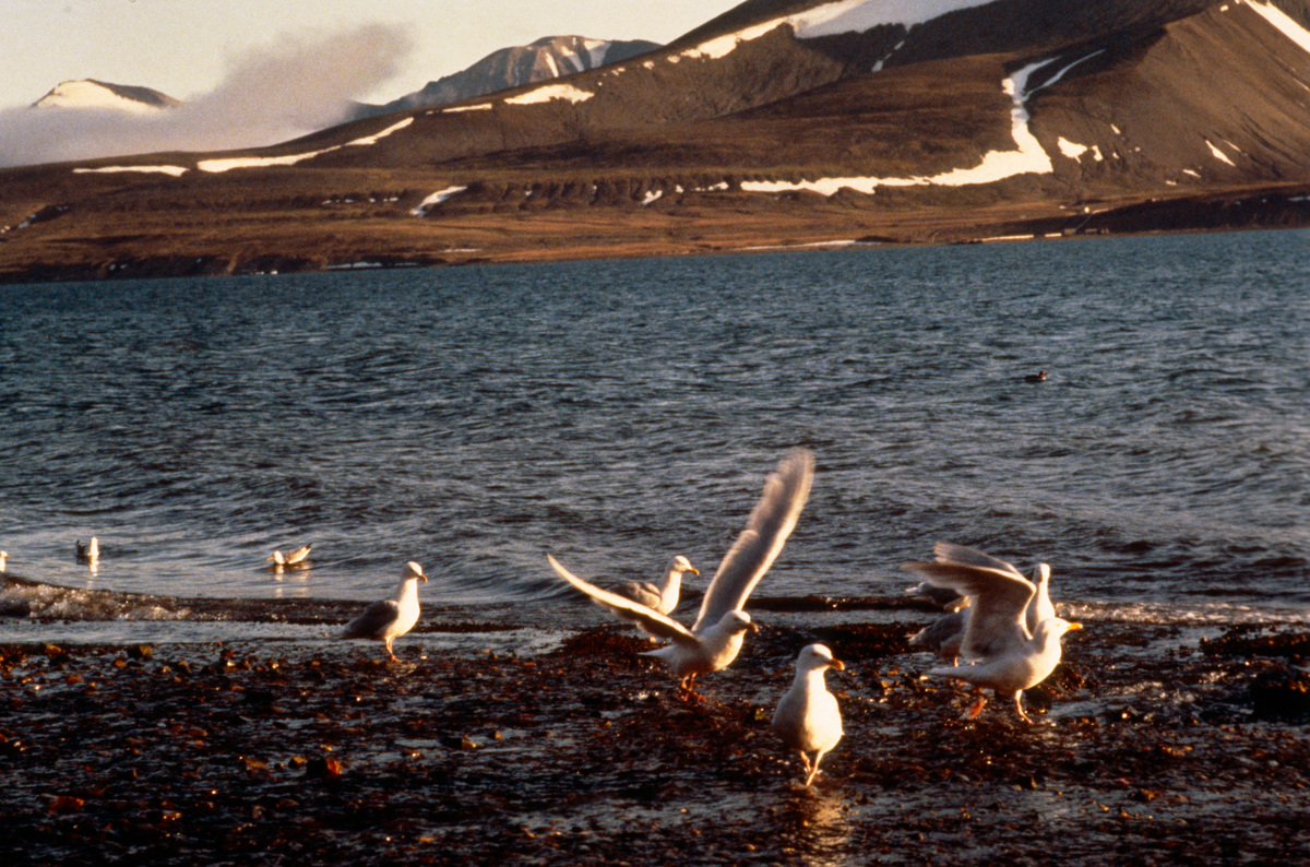 Arctic Fox and Bird Documentation Norway. © Greenpeace / Ken Griffths