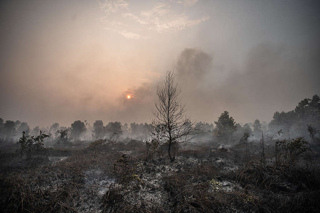 Wildfires in Palangkaraya. © Jurnasyanto Sukarno / Greenpeace