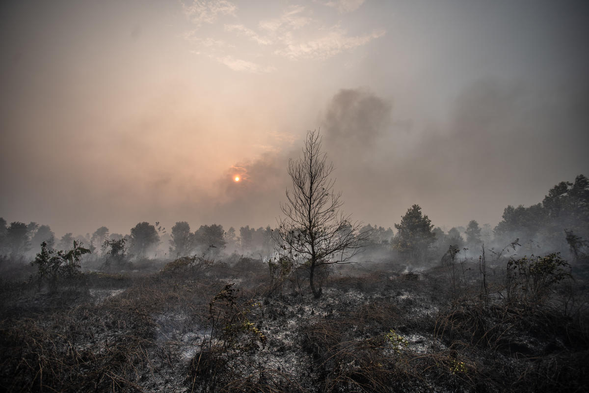 Wildfires in Palangkaraya. © Jurnasyanto Sukarno / Greenpeace