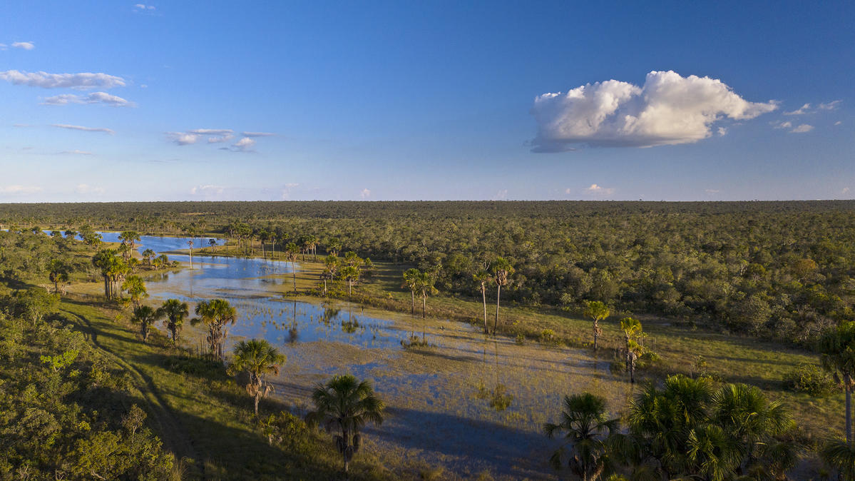 Landscape in the Cerrado Region in Brazil. © Marizilda Cruppe / Greenpeace