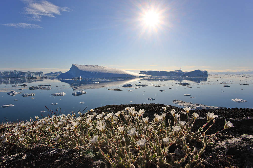 Summer flowers Greenland. © Bernd Roemmelt / Greenpeace Summer flowers Greenland. © Bernd Roemmelt / Greenpeace