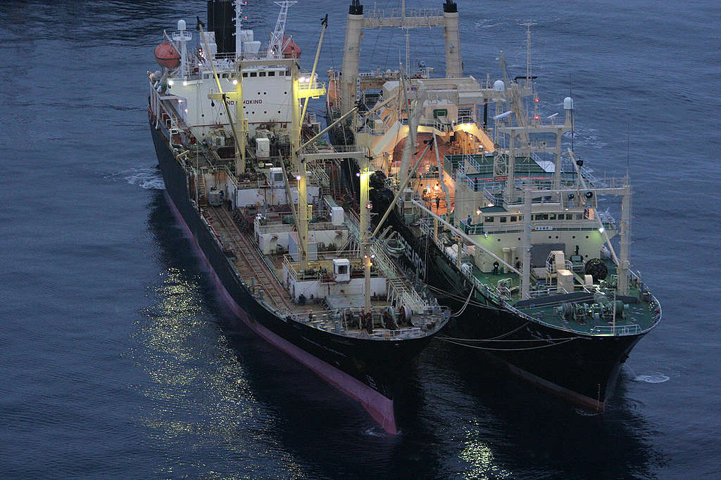 Transhipment of whale meat  - Southern Ocean Tour 2005 - Sutton-Hibbert. © Greenpeace / Jeremy Sutton-Hibbert