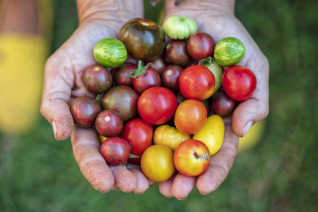 Ecological Farming in İstanbul. © Caner Ozkan / Greenpeace