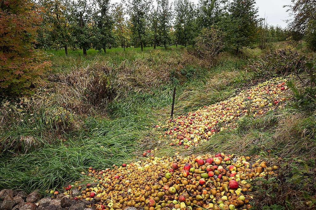 Apples with Fruit Disease in Organic Fruit Farm in Altes Land, Germany. © Daniel Müller / Greenpeace