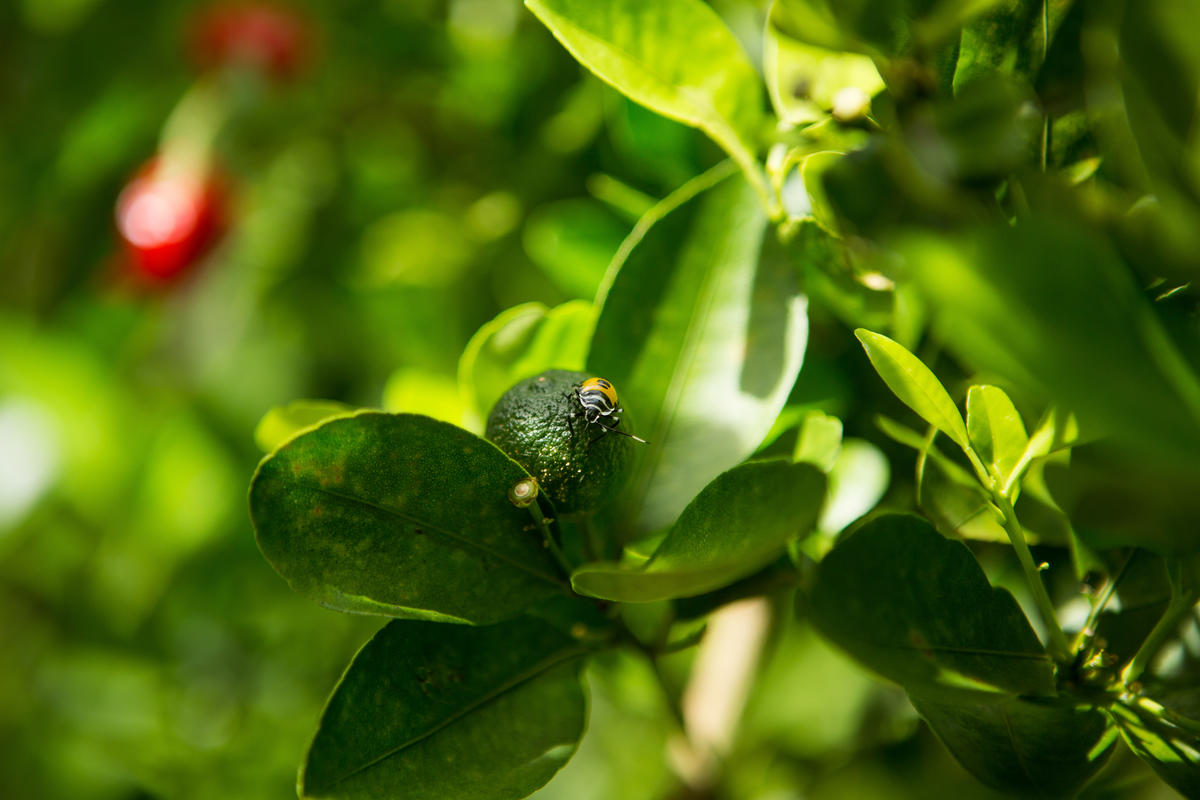 Insects at Organic Farm in Silang, Philippines. © Geric Cruz / Greenpeace