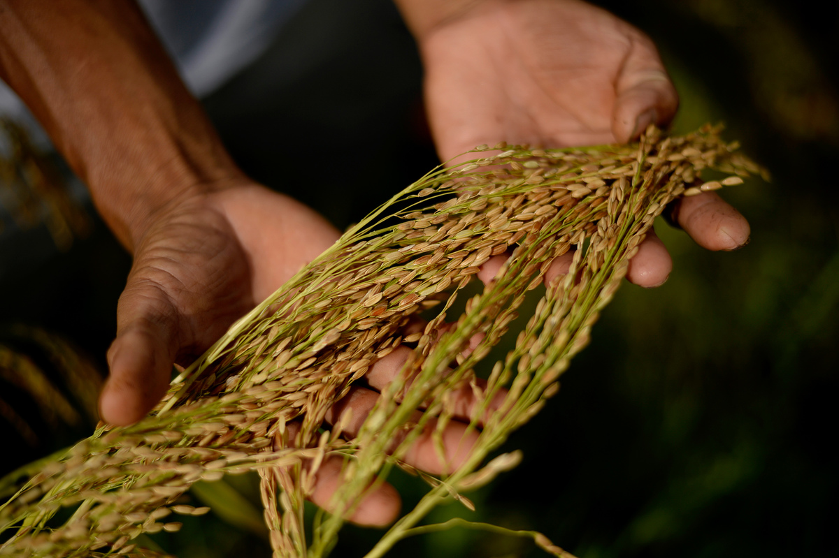 Ecological Agriculture Farm in Sorsogon. © Nathaniel Garcia / Greenpeace