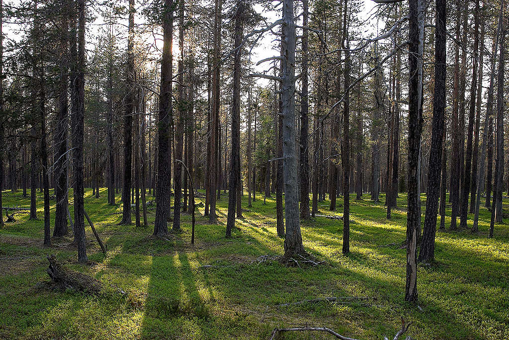 Pine Trees. © Matti Snellman / Greenpeace