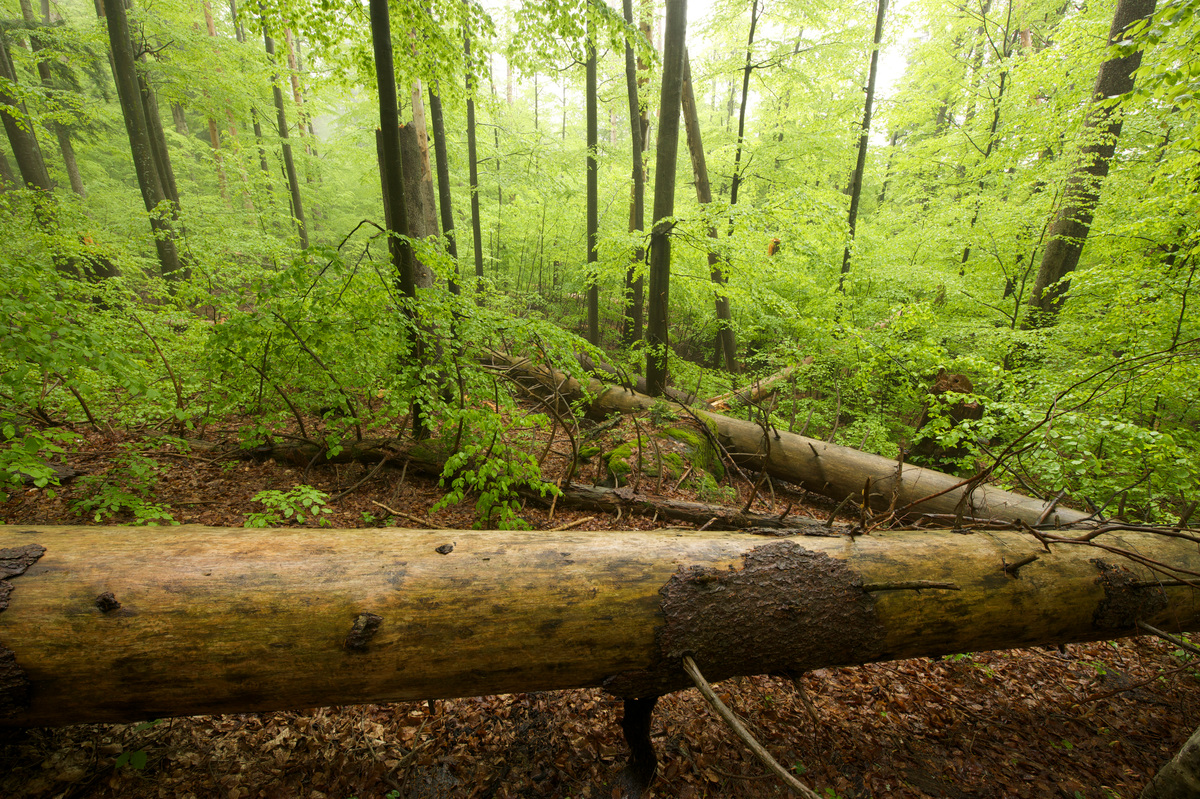 Beech Tree Forest in Germany. © Markus Mauthe / Greenpeace
