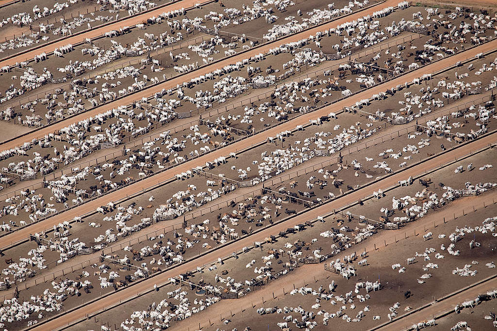 Cattle Farm in the Amazon. © Greenpeace / Daniel Beltrá Cattle Farm in the Amazon. © Greenpeace / Daniel Beltrá