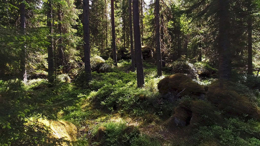 Forest at Grusryggarna in Sweden. © Jari Stahl / Greenpeace Forest at Grusryggarna in Sweden. © Jari Stahl / Greenpeace