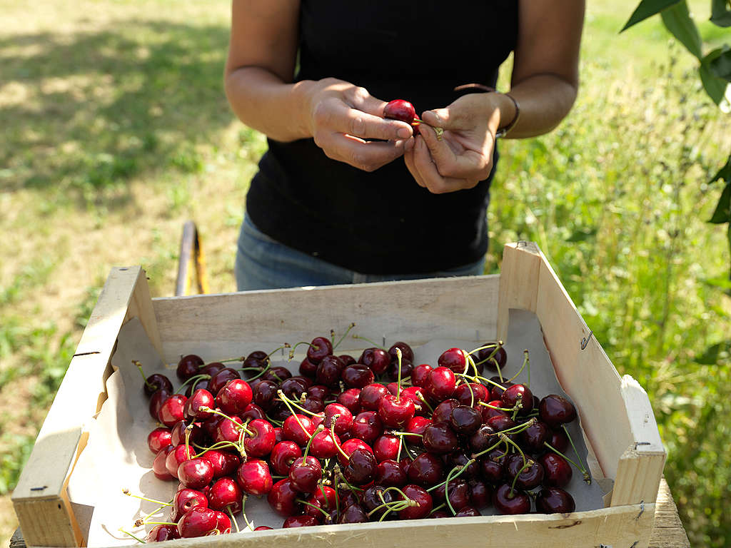 Ecological Fruit Farms in Valence. © Peter Caton / Greenpeace Ecological Fruit Farms in Valence. © Peter Caton / Greenpeace