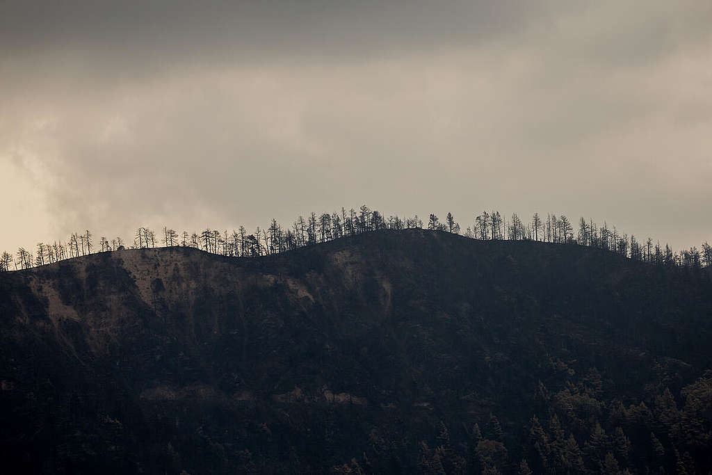 Wildfires in Northern Evia, Greece. © Constantinos Stathias / Greenpeace