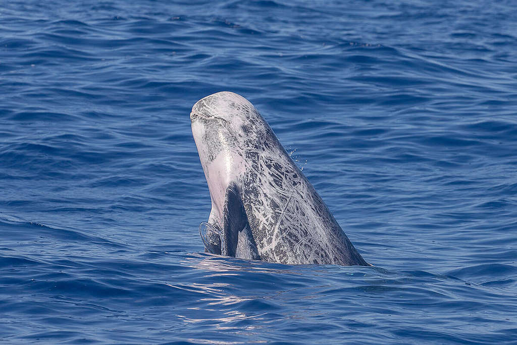 Survey for Cetaceans of the Hellenic Trench 2021. © Mariza Karidi / Greenpeace