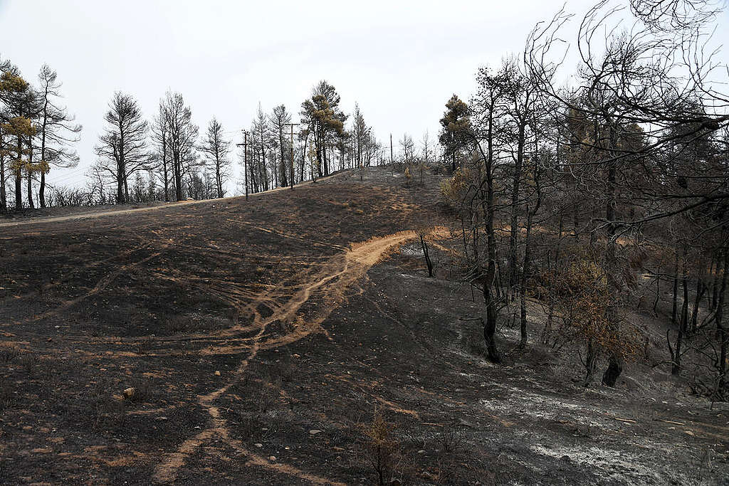 Wildfires in Northern Evia, Greece. © Nicoletta Zarifi / Greenpeace