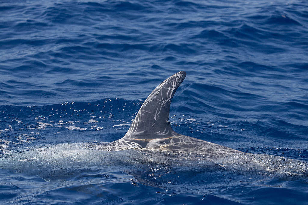 Survey for Cetaceans of the Hellenic Trench 2021. © Mariza Karidi / Greenpeace