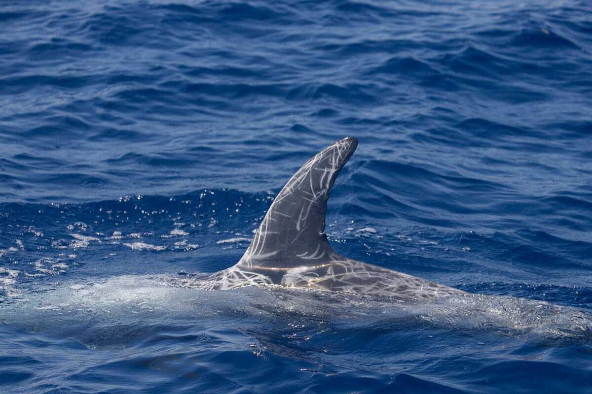 Survey for Cetaceans of the Hellenic Trench 2021. © Mariza Karidi / Greenpeace