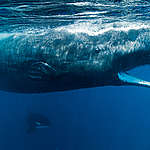 Sperm Whales in Sri Lanka. © Paul Hilton / Greenpeace