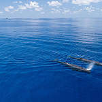 Sperm Whales in the Indian Ocean. © Maarten Van Rouveroy / Greenpeace