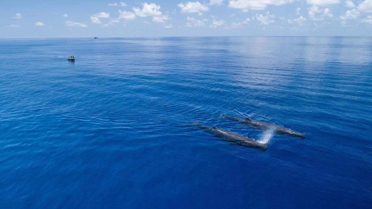 Sperm Whales in the Indian Ocean. © Maarten Van Rouveroy / Greenpeace