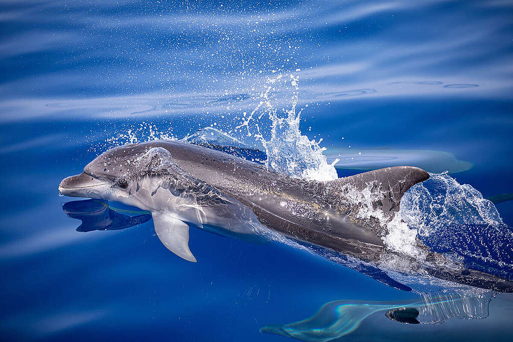 Bottlenose Dolphin in the Pelagos Sanctuary in Italy. © Greenpeace / Lorenzo Moscia