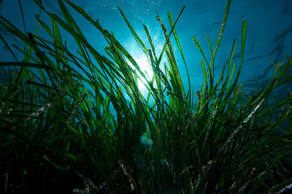 Posidonia Seagrass. © Greenpeace / Gavin Parsons Posidonia Seagrass. © Greenpeace / Gavin Parsons
