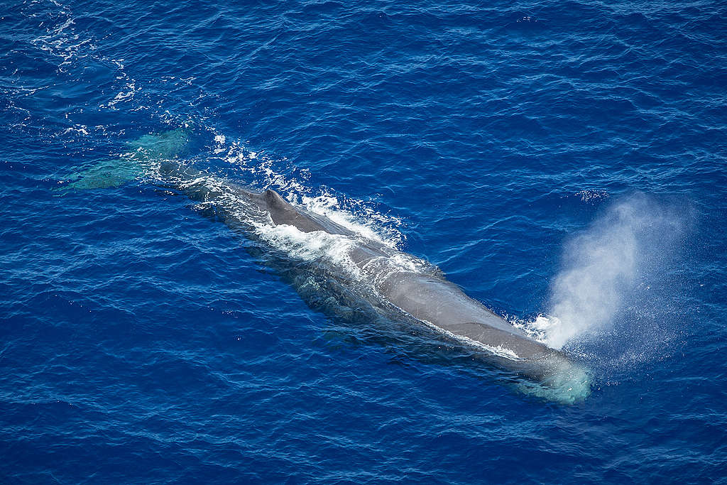 Sperm Whale in the Indian Ocean. © Will Rose / Greenpeace