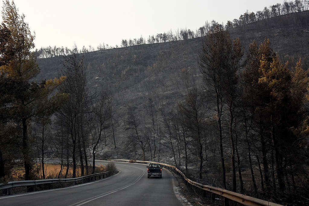 Wildfires in Northern Evia, Greece. © Nicoletta Zarifi / Greenpeace