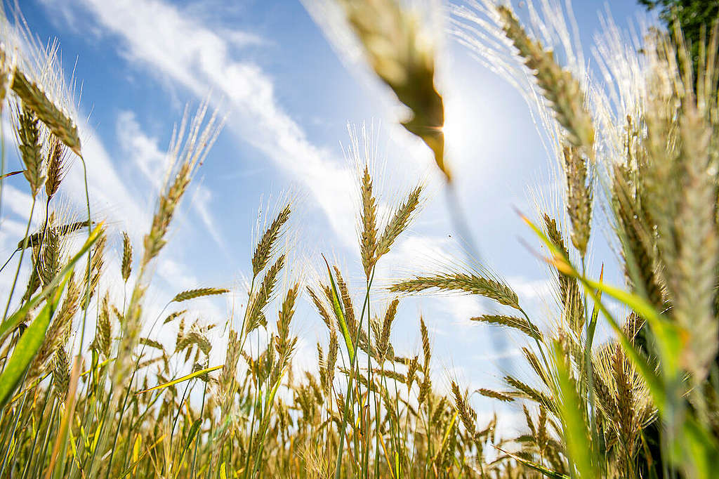 Ecological Farming in Schleswig-Holstein, Germany. © Bente Stachowske / Greenpeace