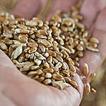 Seeds on an Ecological Farm in Bulgaria. © Ivan  Donchev / Greenpeace